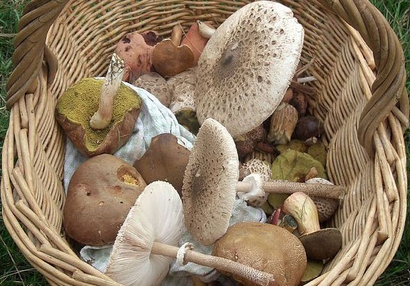 Zavařit se dají prakticky jakékoliv jedlé houby